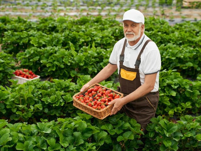 A fruit image